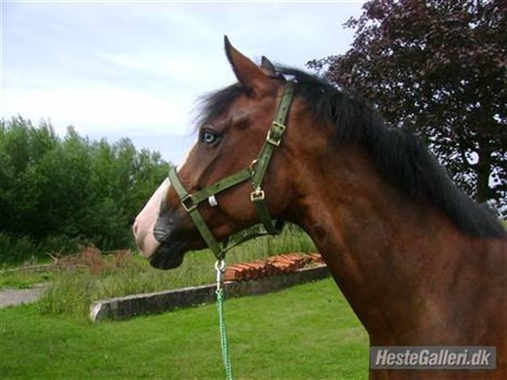 Anden særlig race søgaardens bay mandy bowl billede 1