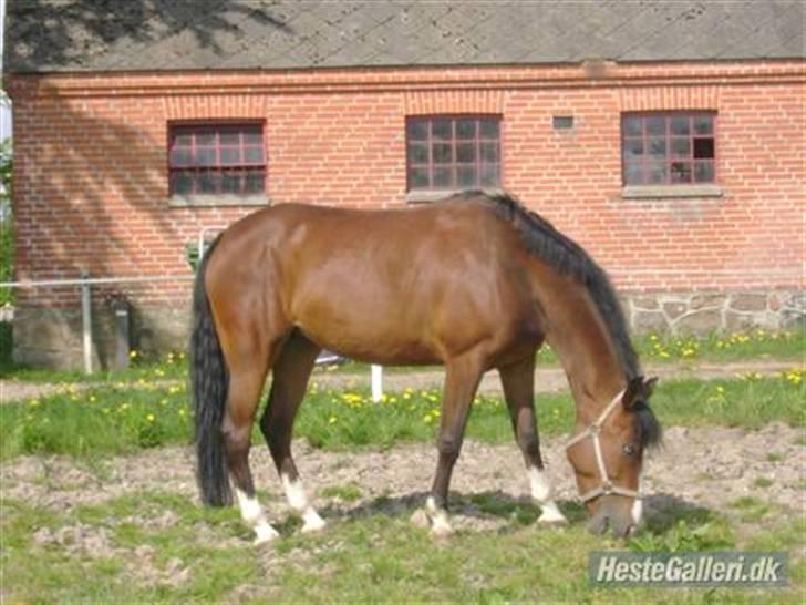 Anden særlig race søgaardens bay mandy bowl billede 2