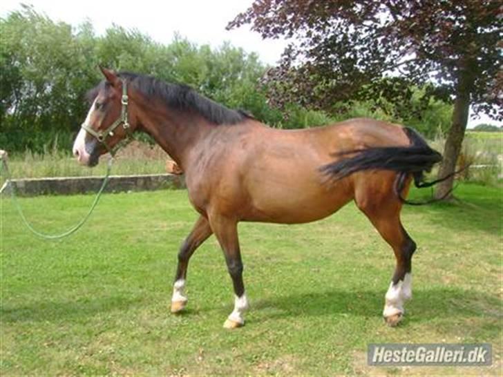 Anden særlig race søgaardens bay mandy bowl billede 3