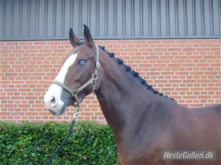 Anden særlig race søgaardens bay mandy bowl billede 4