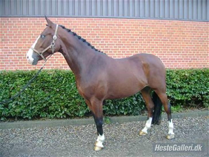 Anden særlig race søgaardens bay mandy bowl billede 5