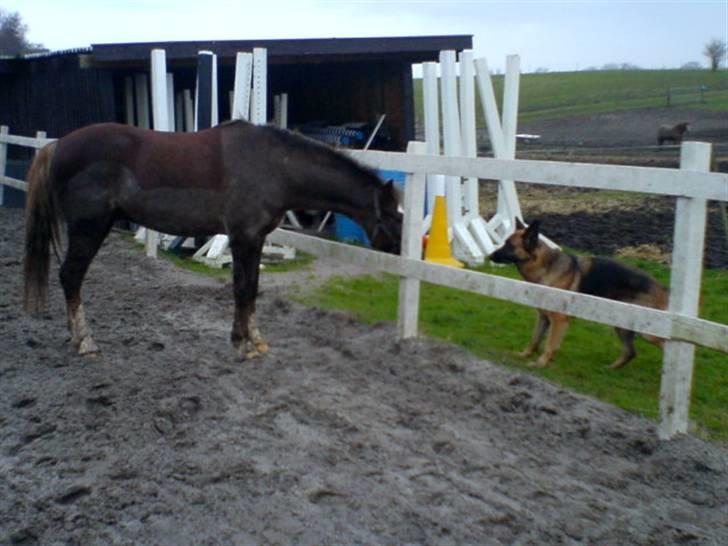 Anden særlig race Turn Around - Turner har fundet sig en ven :D billede 3