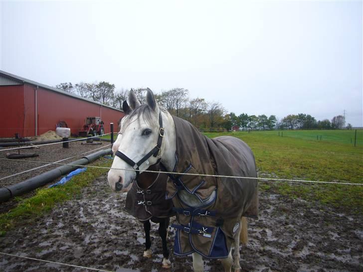 Anden særlig race Tip top skovly - regnvejrs dag på folden billede 6