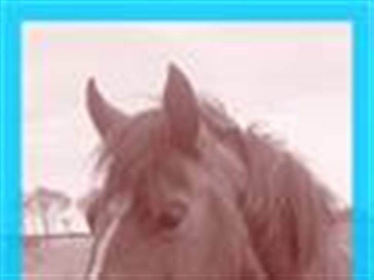 Anden særlig race Lover Girl † billede 13