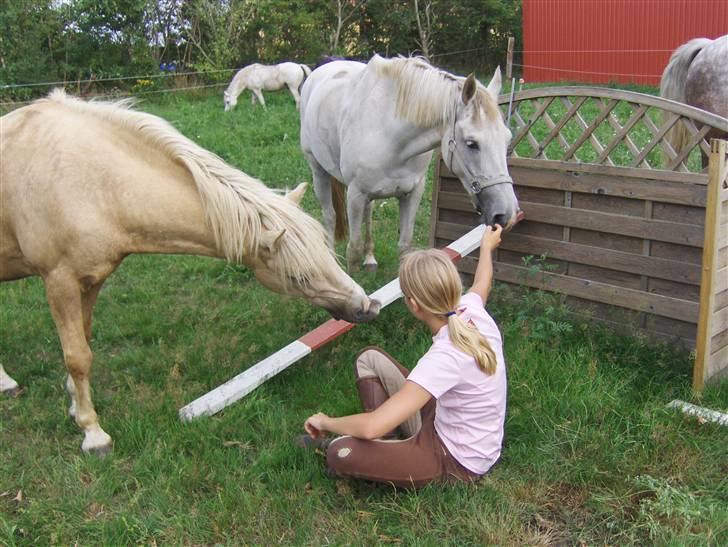 Palomino Max Motor  - Ih hvor du dufter dejligt ;o) billede 15