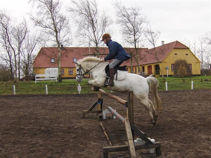 Welsh Pony af Cob-type (sec C) Fakla Chico  - Chico springer her 95 cm med Sabrina - januar 2008 billede 20