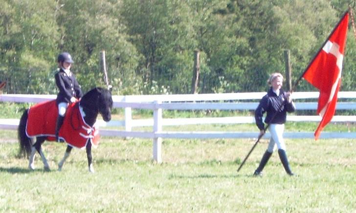 Pinto Wissinggaards Batman*DØD* - zoom billede 13