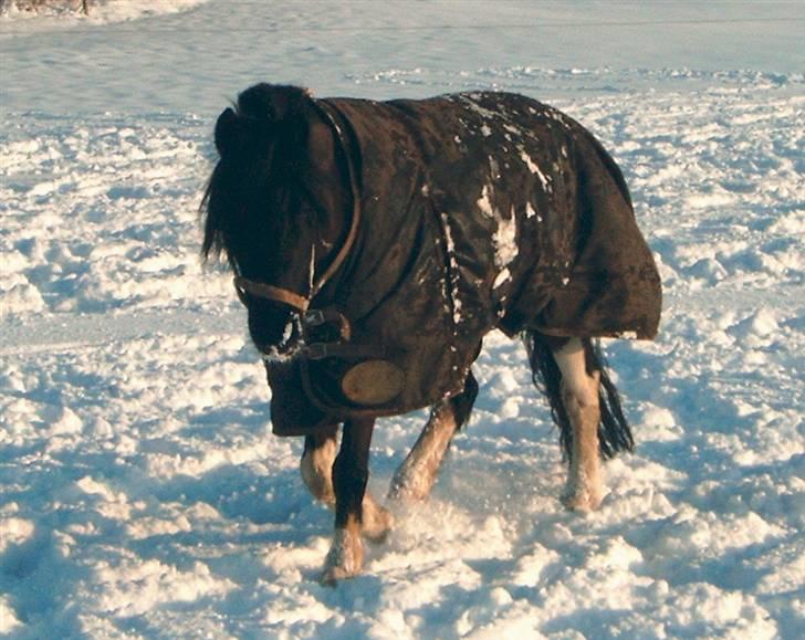 Pinto Wissinggaards Batman*DØD* billede 18