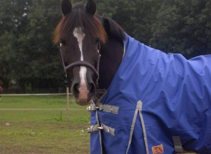 Welsh Cob (sec D) Synod Nelson (i Norge) - Nelson i Norge billede 10