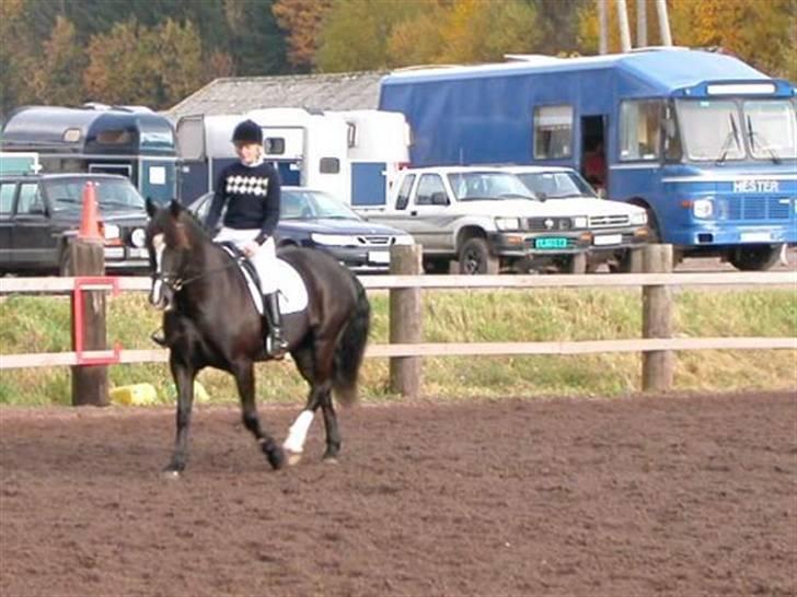 Welsh Cob (sec D) Synod Nelson (i Norge) - Marthe og Nelson billede 11