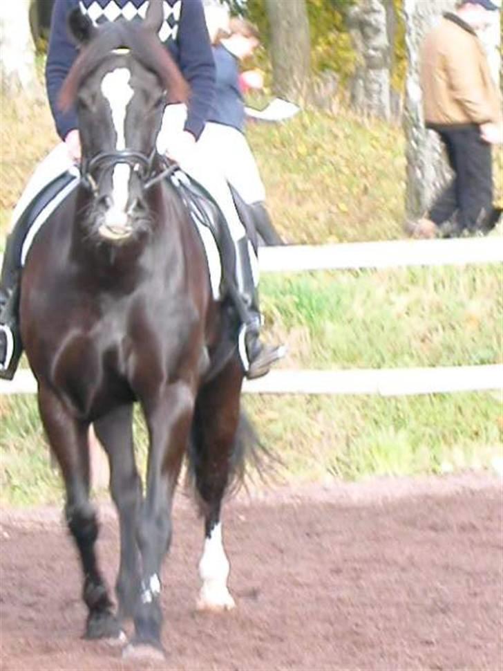Welsh Cob (sec D) Synod Nelson (i Norge) - Marthe og Nelson billede 12