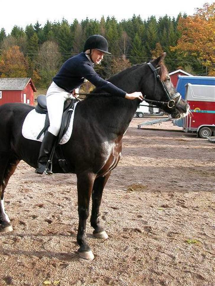 Welsh Cob (sec D) Synod Nelson (i Norge) - Marthe og Nelson billede 13