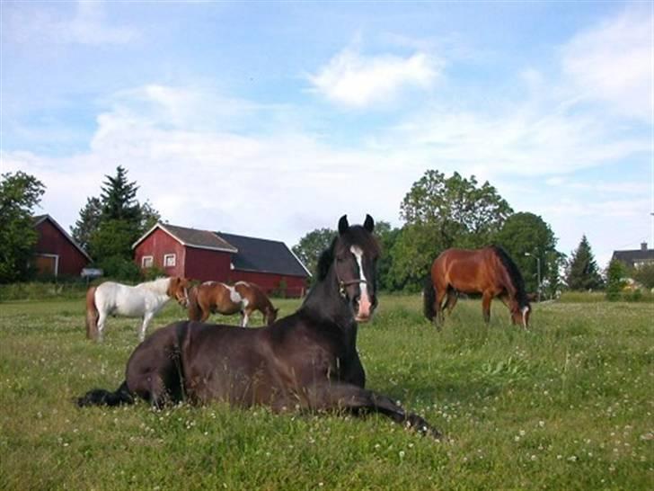 Welsh Cob (sec D) Synod Nelson (i Norge) - Nelson i Norge billede 14