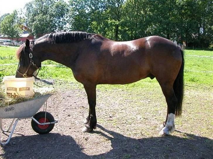 Welsh Cob (sec D) Synod Nelson (i Norge) - Nelson i Norge billede 15
