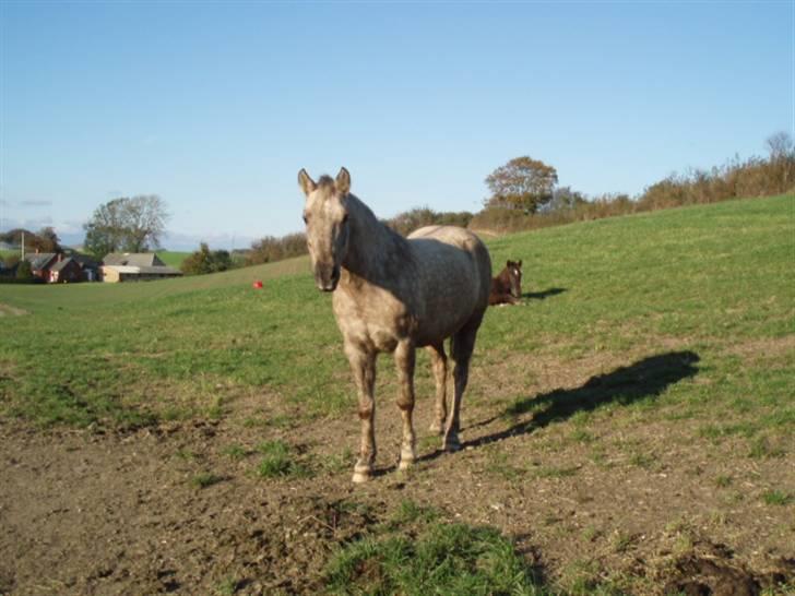 Anden særlig race R.I.P. Blondie ll - en efterårsdag. billede 14