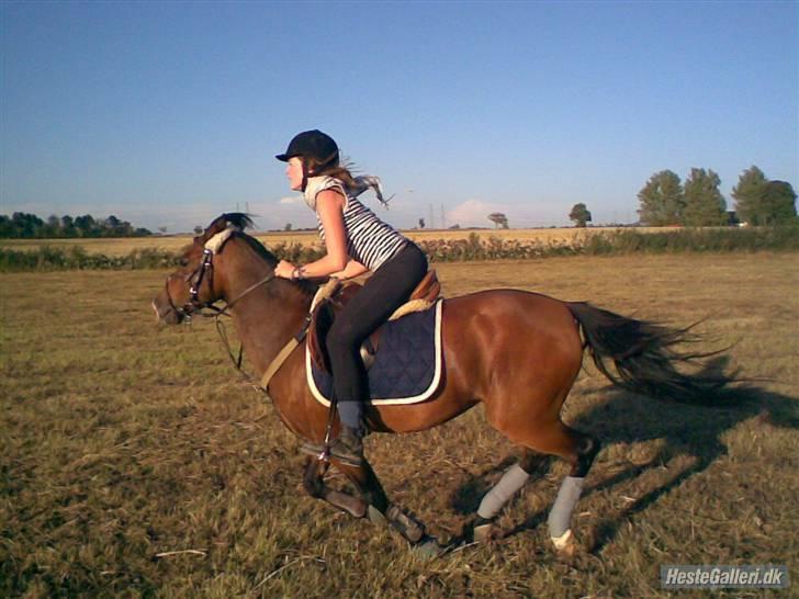 Anden særlig race Hvedesegaardens Boogie  - en galop på marken kan altid bruges.. Taget af Christina. billede 3