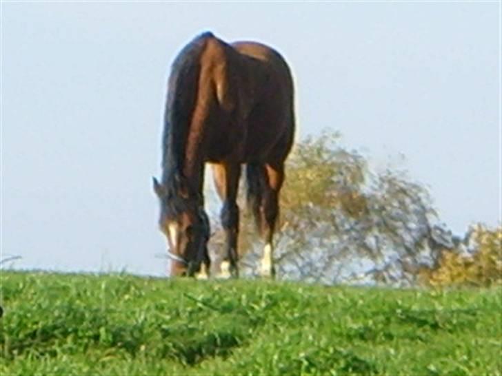 New Forest Lady / Mulle<33 - er jeg ikk sød og smuk... hehe :b billede 16