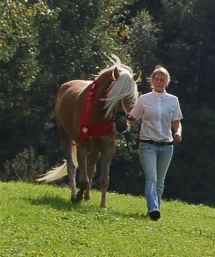 Tyroler Haflinger Helena  billede 18