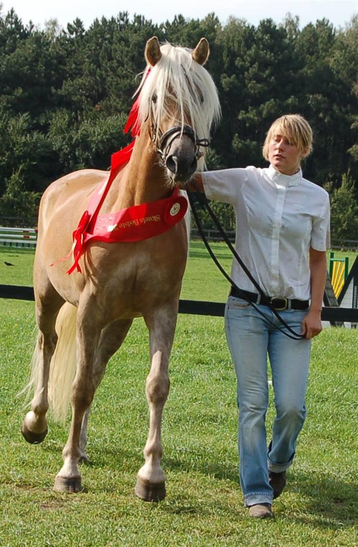 Tyroler Haflinger Helena  billede 19