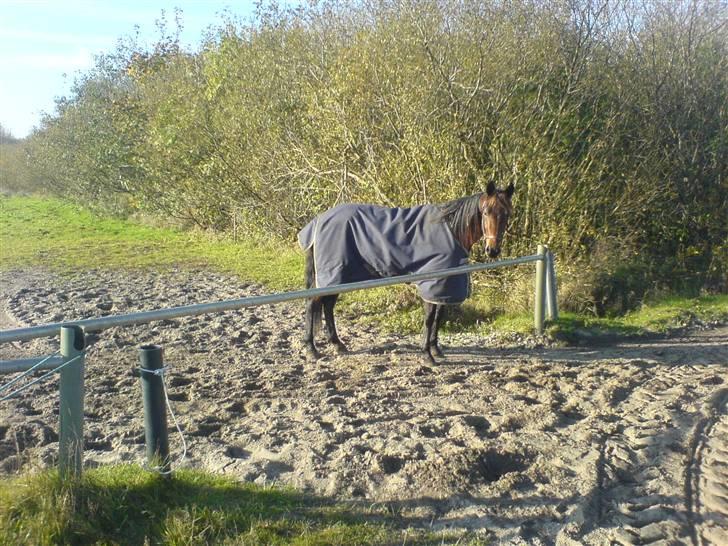 Traver Nevele Bork - Nevele på marken, læg mærke til det superflotte (Næsten ikke beskidte) dækken billede 2