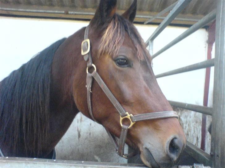 Traver Nevele Bork - Nevele i sin boks (: billede 3