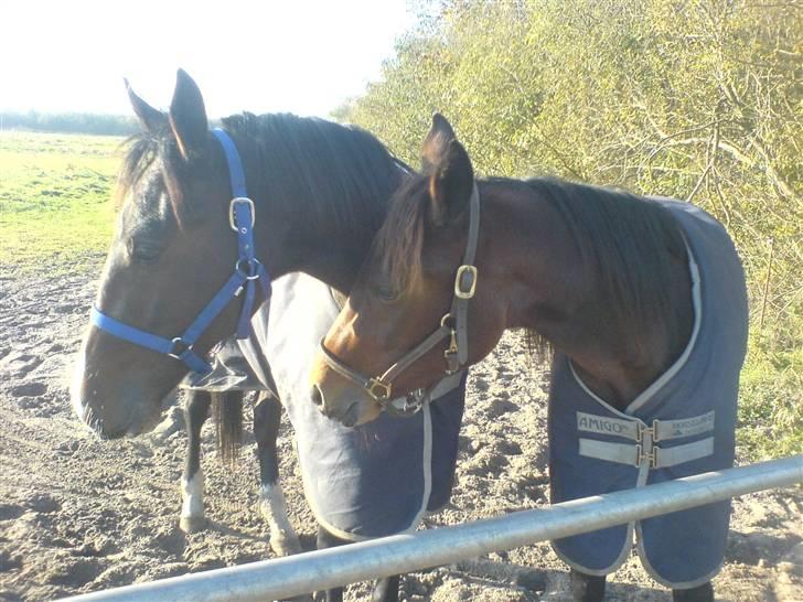 Traver Nevele Bork - Nevele med mark´kammeraten Nobel (: billede 4