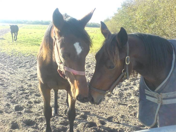 Traver Nevele Bork - Nevele med sin anden mark´kammerat Ofir (: billede 5