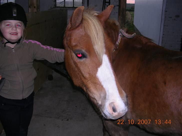 Welsh Mountain (sec A) Dankirkeby William SOLGT billede 14