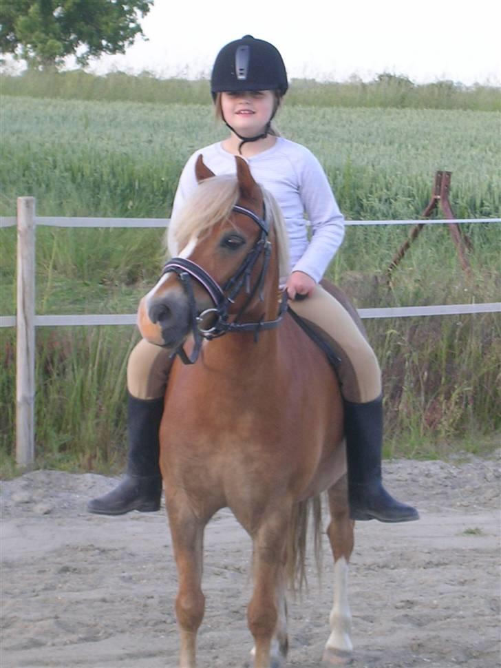 Welsh Mountain (sec A) Dankirkeby William SOLGT - "NYT" De er da et sødt par :o)d.12.6.08 billede 18