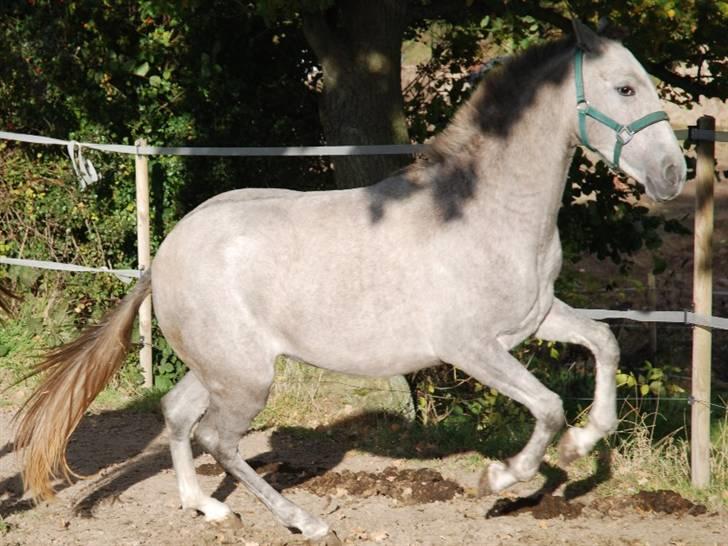 Cruzado Blancanieves (solgt) billede 2