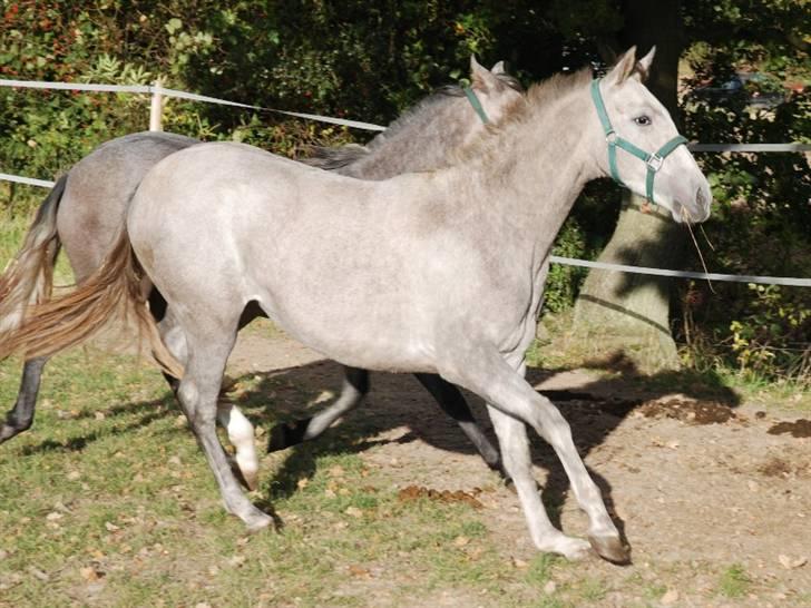 Cruzado Blancanieves (solgt) billede 3