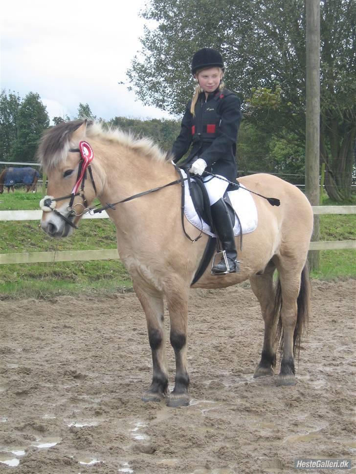 Fjordhest James   - mig og james vi vandt vores klasse:)<33 billede 1