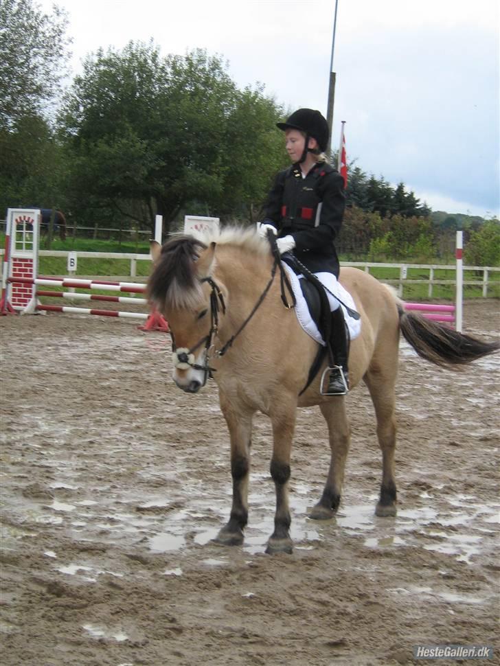 Fjordhest James   - jeg er stolt af dig james min pony=)1vandt billede 4