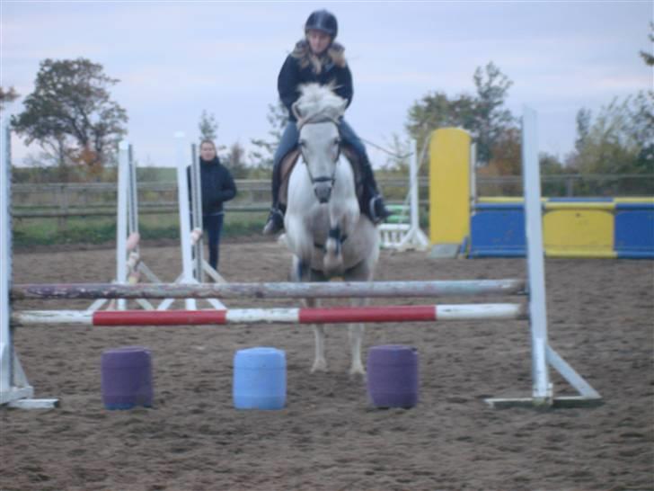 Connemara pilgaard`s silver stone  - Vi flyver XD billede 16