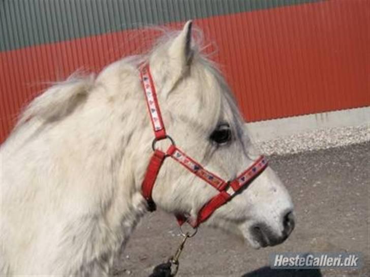 Anden særlig race Blakke<3 - Blakke står fotomodel (SÅ SØDT) billede 3