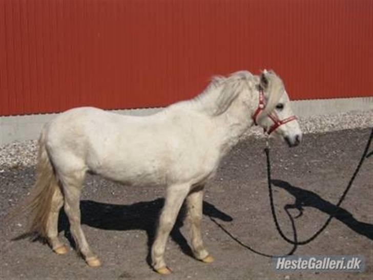 Anden særlig race Blakke<3 - Blakke står fotomodel igen (SMUK ER HAN) billede 4