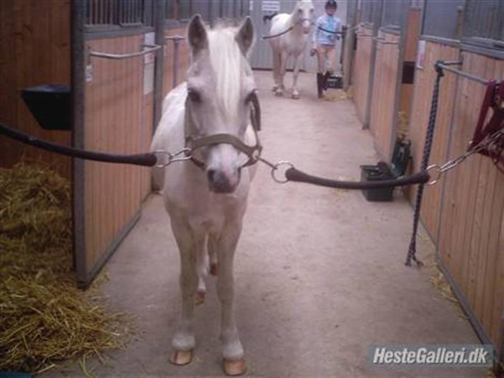 Anden særlig race Blakke<3 - Blakke på stalden.. Så skal vi igang med striglingen:) billede 5