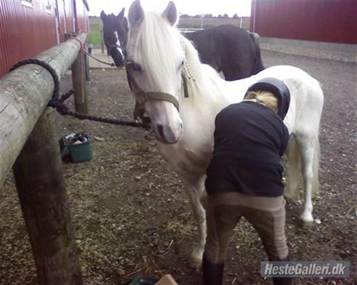 Anden særlig race Blakke<3 - Her renser jeg hove på blakke:D billede 6