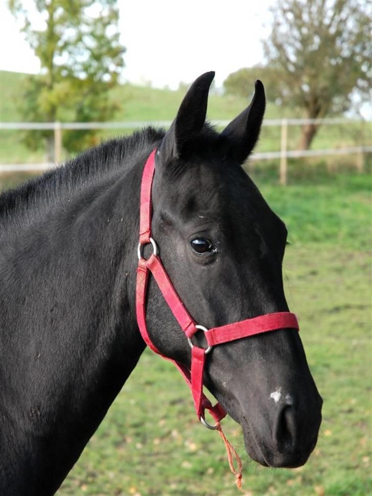 Cruzado lucho billede 1