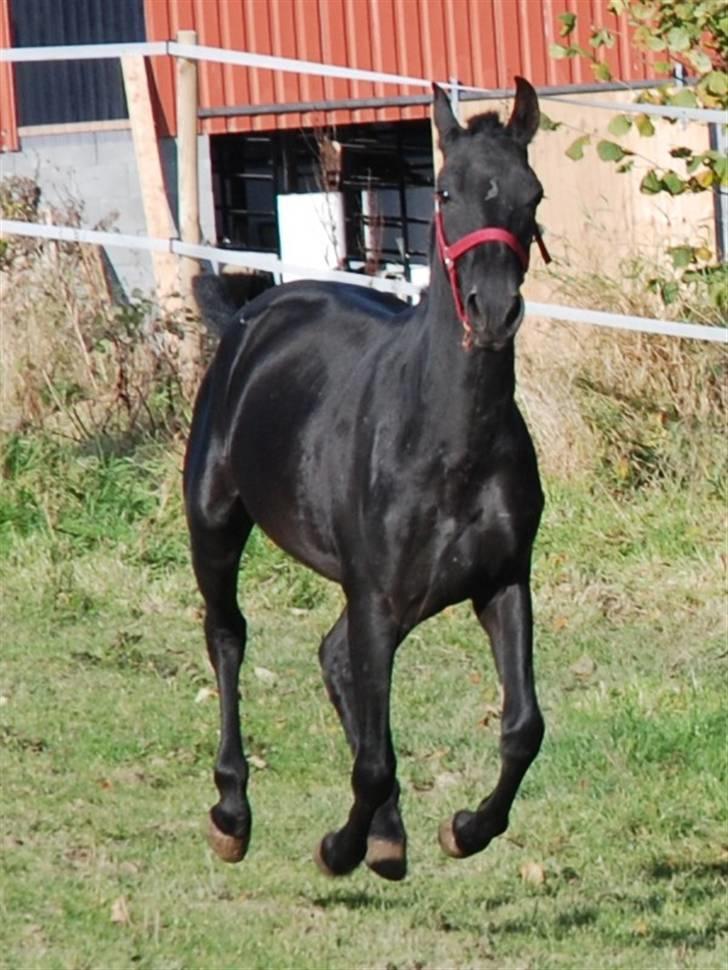 Cruzado lucho billede 3