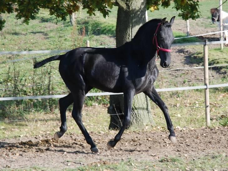 Cruzado lucho billede 4