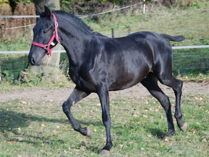 Cruzado lucho billede 6