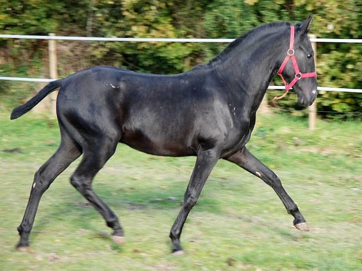 Cruzado lucho billede 7