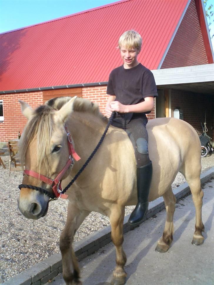 Fjordhest freja billede 1