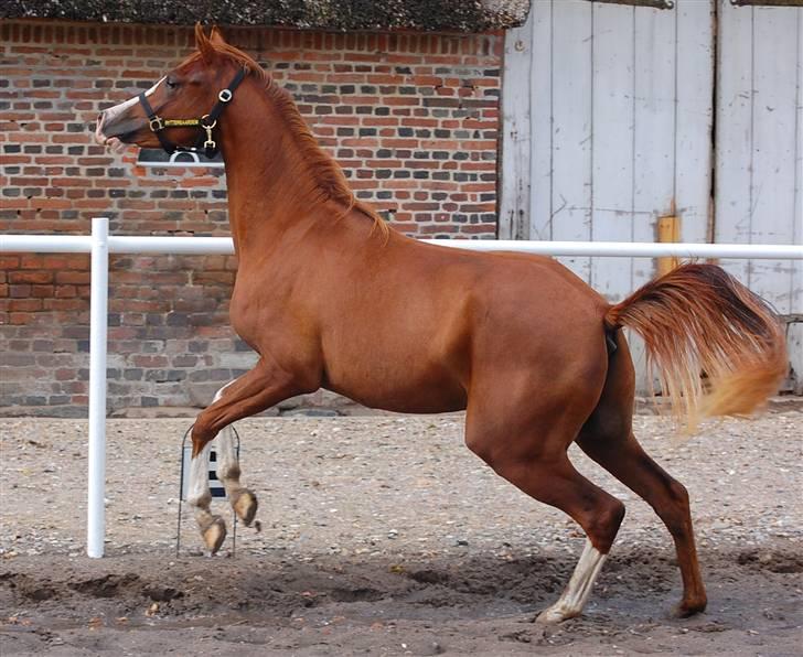 Arabisk fuldblod (OX) R. Schado SOLGT - lille vilde basse billede 12