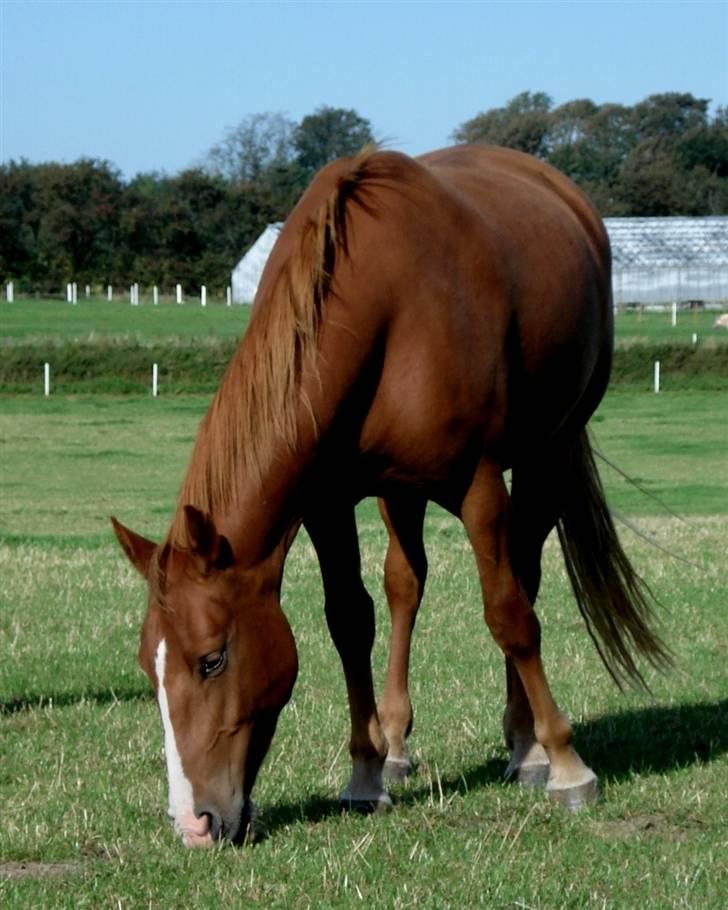 Frederiksborg <3 Melissa <3 - 06-09-07 billede 16