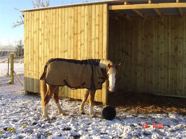 Welsh Pony (sec B) Miss Bailey - Miss Bailey foran vores fine løsdrift billede 6