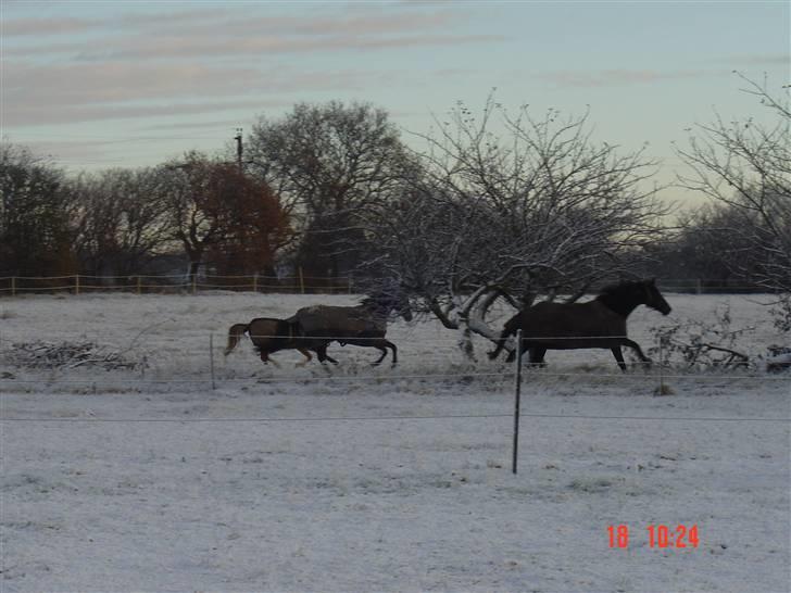 Welsh Pony (sec B) Miss Bailey billede 7