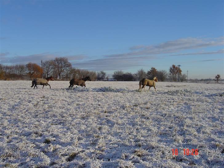 Welsh Pony (sec B) Miss Bailey billede 8