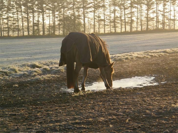 Oldenborg /Fjordhest - Vejlbygård's Yasmin-solgt- - Forstmorgen i oktober 2007... der var is på pytten.. :) billede 4
